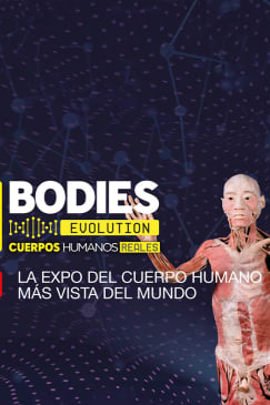 Bodies Evolution in Malaga
